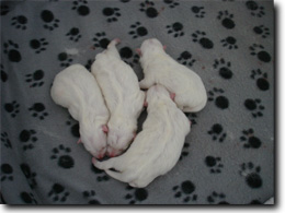 nascita cuccioli